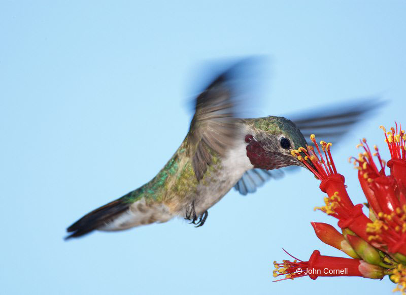 Broad-tailed Hummingbird;Hummingbird;Selasphorus platycercus;Flying bird;action;aloft;behavior;flight;fly;flying;soar;wing;winged;wings;one animal;Color Image;Photography;Birds;Animals in the Wild;Flight;Action;Active;in flight;motion;movement;soaring;One;avifauna;bird;birds;feather;feathered;outdoors;outside;untamed;wild;color;color photograph;daytime;close up;color image;photography;animals in the wild;feathers;wilderness;watching;watchful;Flowe;Foraging